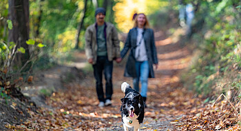 Spaziergang mit Hund ©BT Birgit Machtinger